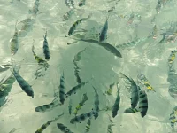 Colorful tropical fish swimming in crystal clear water