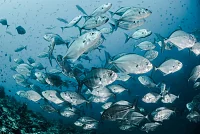 Scuba diver exploring tropical reef